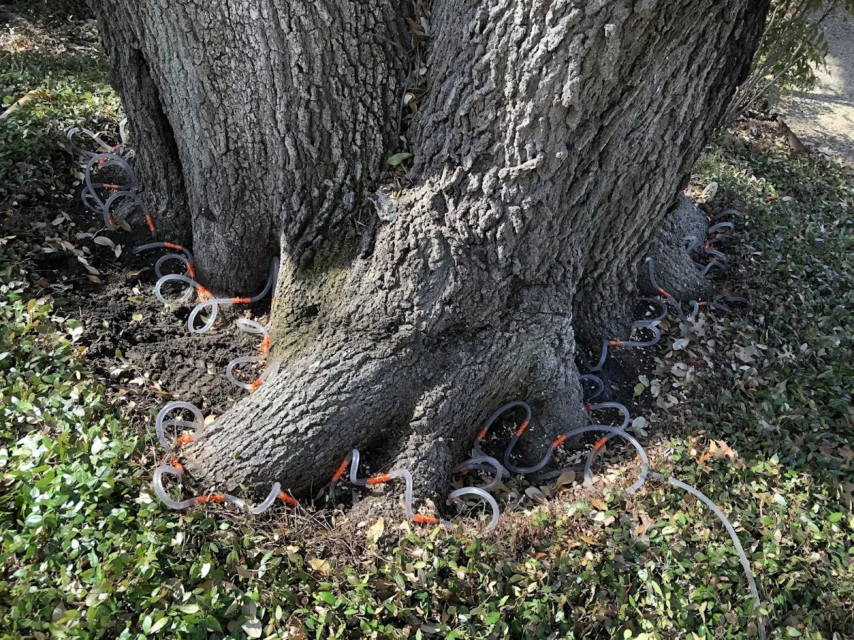 Detailed Tree Cabling and Bracing job site in Seaside Heights