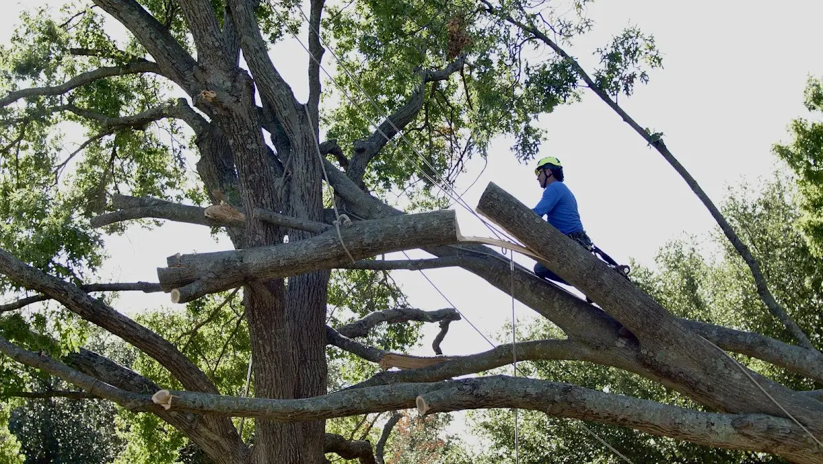 Professional Crown Thinning performed by certified arborists in Seaside Heights