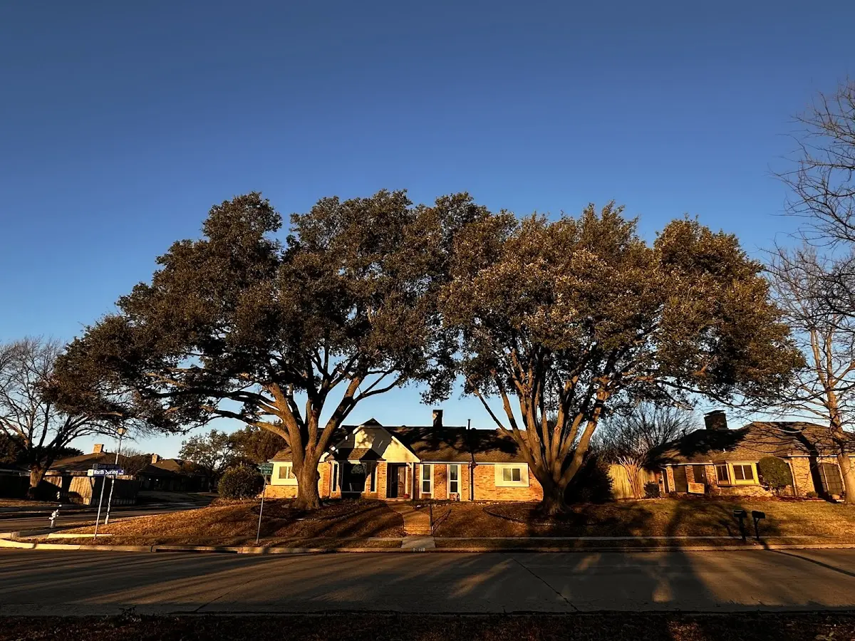 Established residential canopy tree shading a home in Seaside Heights